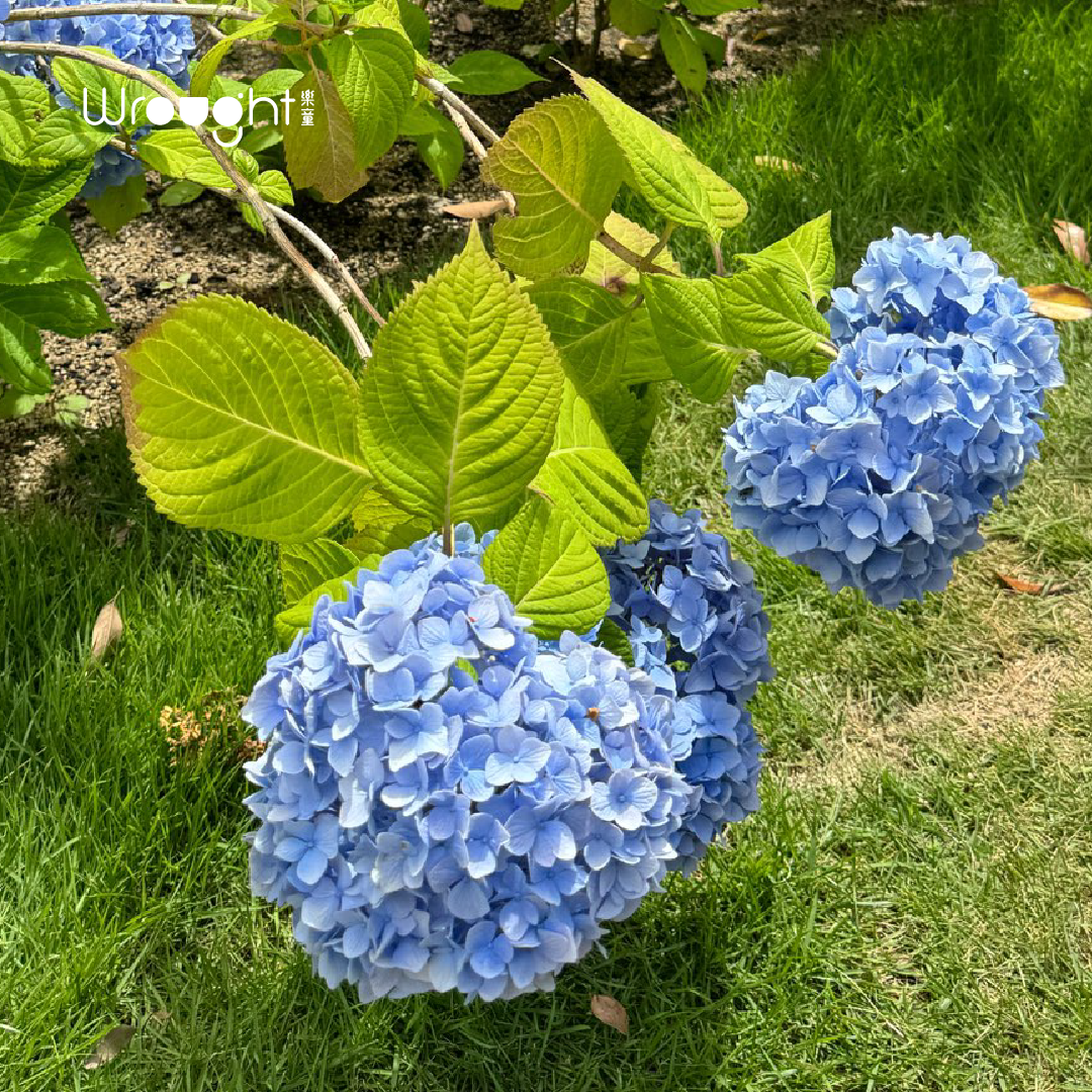 樂童_繡球花_藍